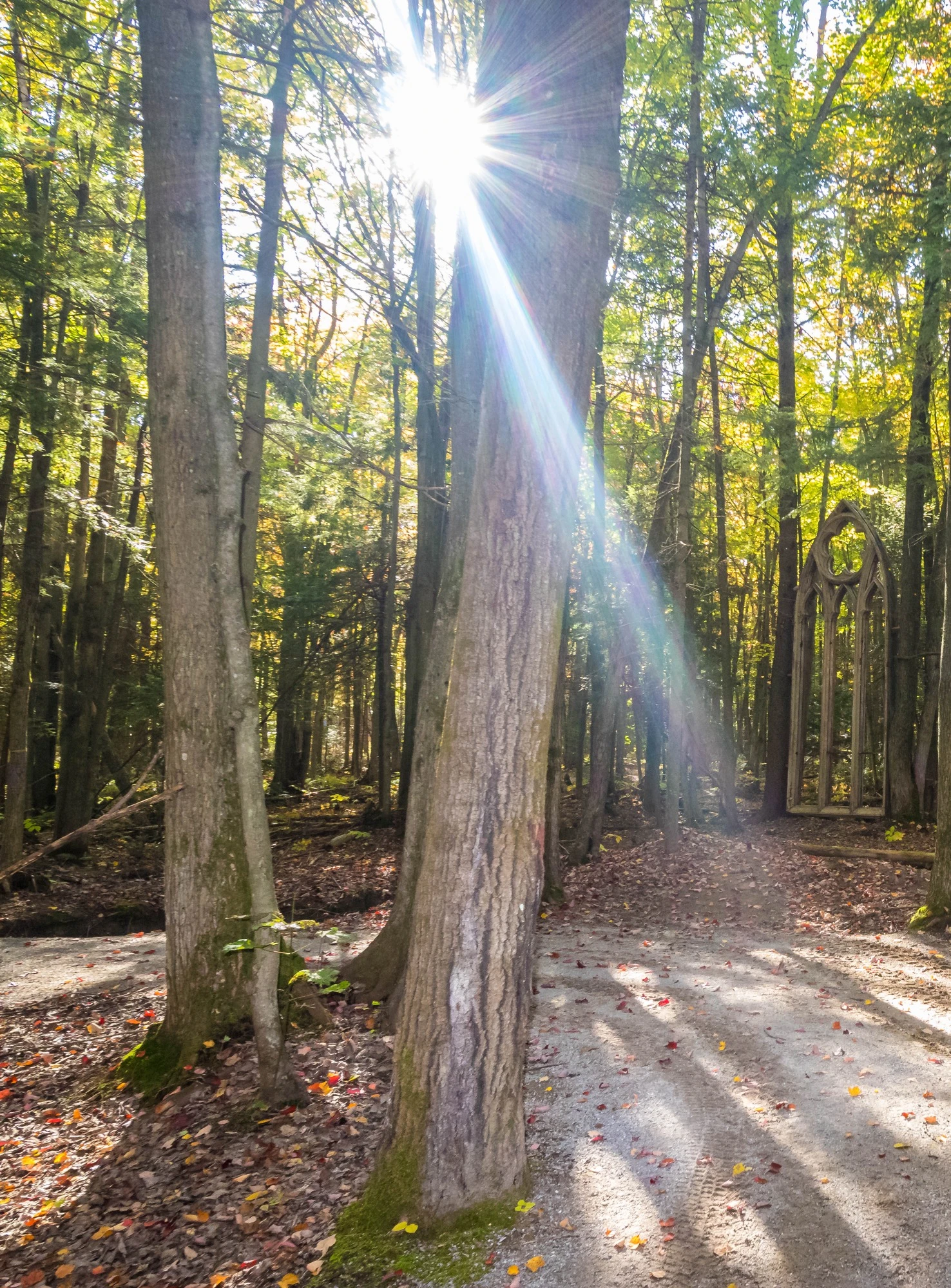 Le soleil qui traverse les arbres au milieu de la forêt sur un sentier pédestre en hiver.